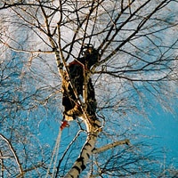 Baumbeschnitt in luftiger Höhe