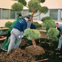 Gemeinsam wird der schwere Baum positioniert