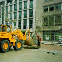 Absenken des Baumes in das vorgesehene Erdloch