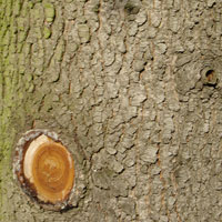Detailaufnahme der Narbe am Baum