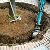 Ausgraben eines Baums für die bevorstehende Umpflanzung