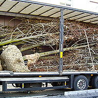 Transport von mehreren Bäumen