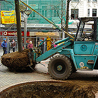 Umsetzung eines Baums in der Innenstadt